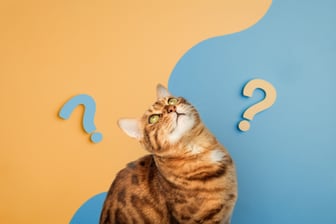 60代以上の年金月額における「ふつう」と平均受給額データ。国民年金・厚生年金の金額分布とシニア世帯の生活実態